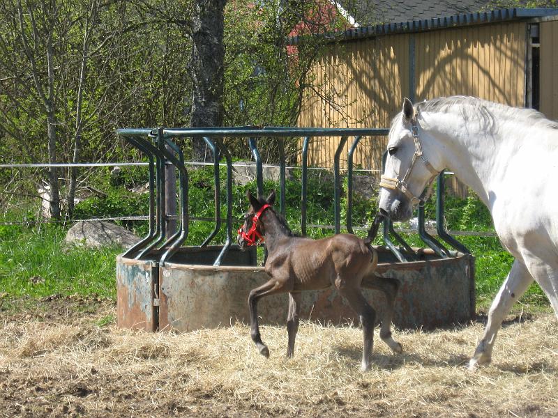keiju 127.jpg - Melkoista piaffia hein�kasassa...